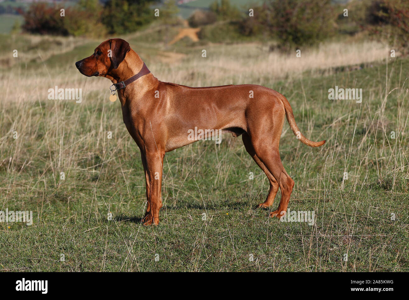 Rhodesian ridgeback in action hi-res stock photography and images - Alamy