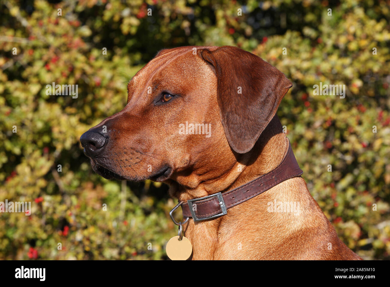 Rhodesian ridgeback in action hi-res stock photography and images - Alamy
