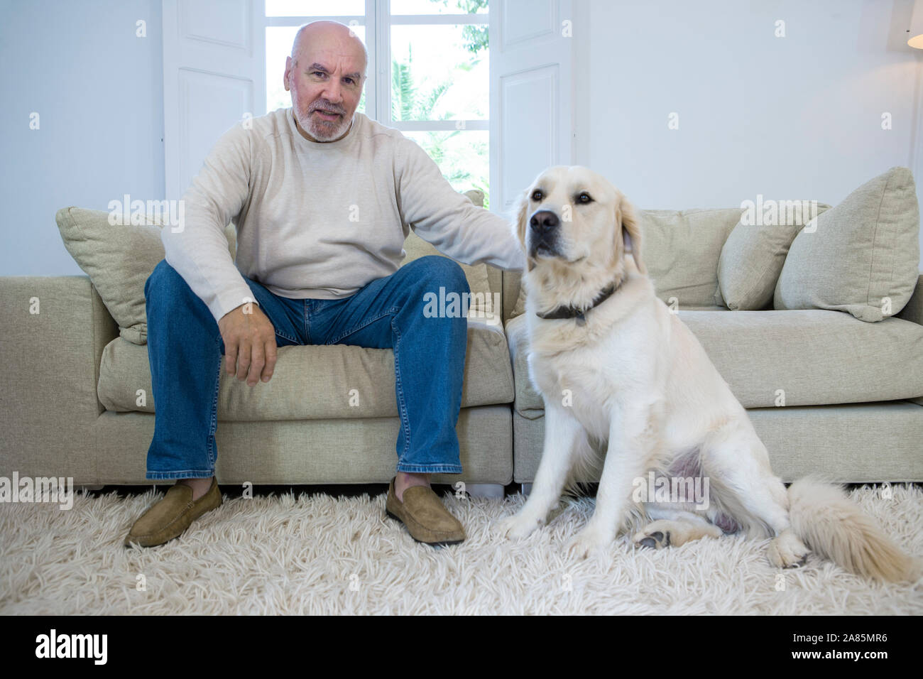 Senior golden retriever hi-res stock photography and images - Alamy