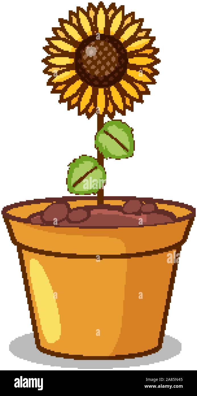 Sunflower in clay pot illustration Stock Vector Image & Art - Alamy