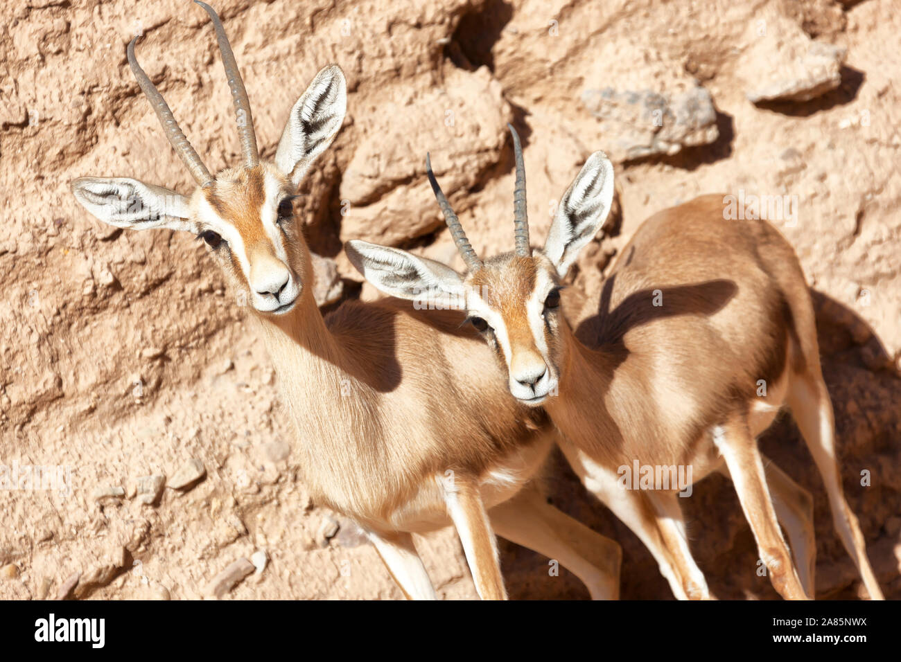 Two gazelle looking. Stock Photo