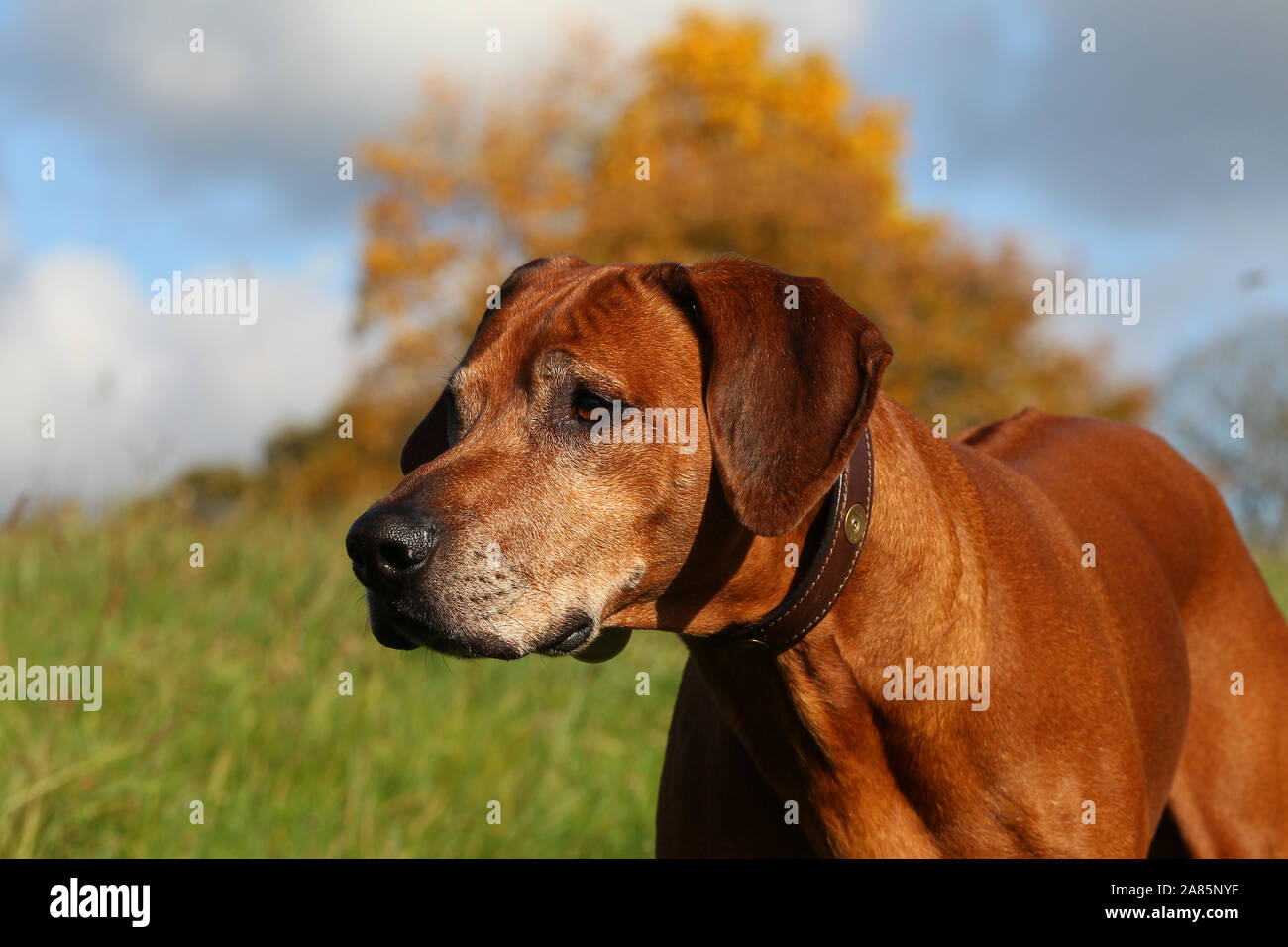 Rhodesian ridgeback in action hi-res stock photography and images - Alamy