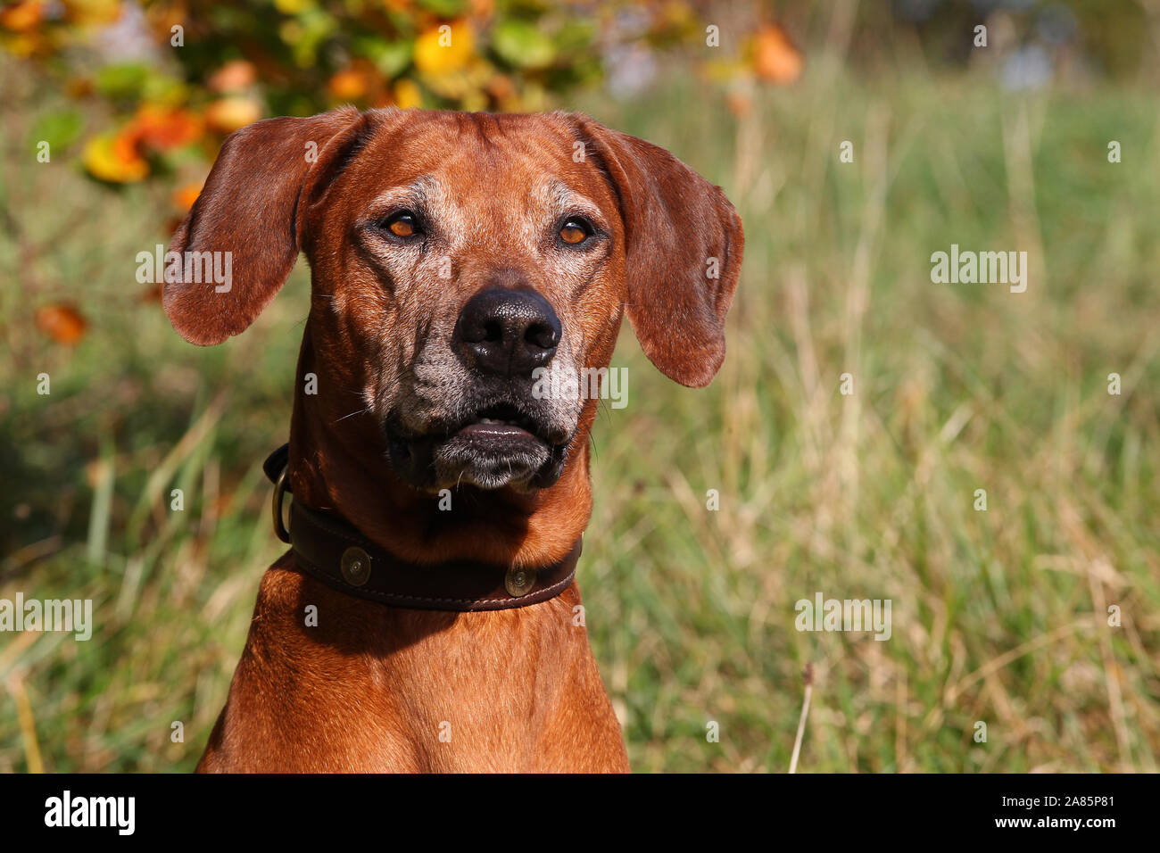 Rhodesian ridgeback in action hi-res stock photography and images - Alamy