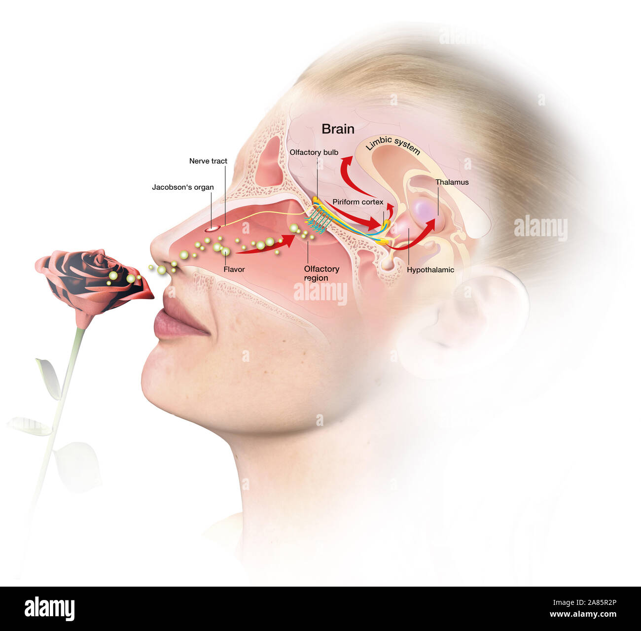 This medically 3D illustration showing the function of the olfactory sense, labeled Stock Photo