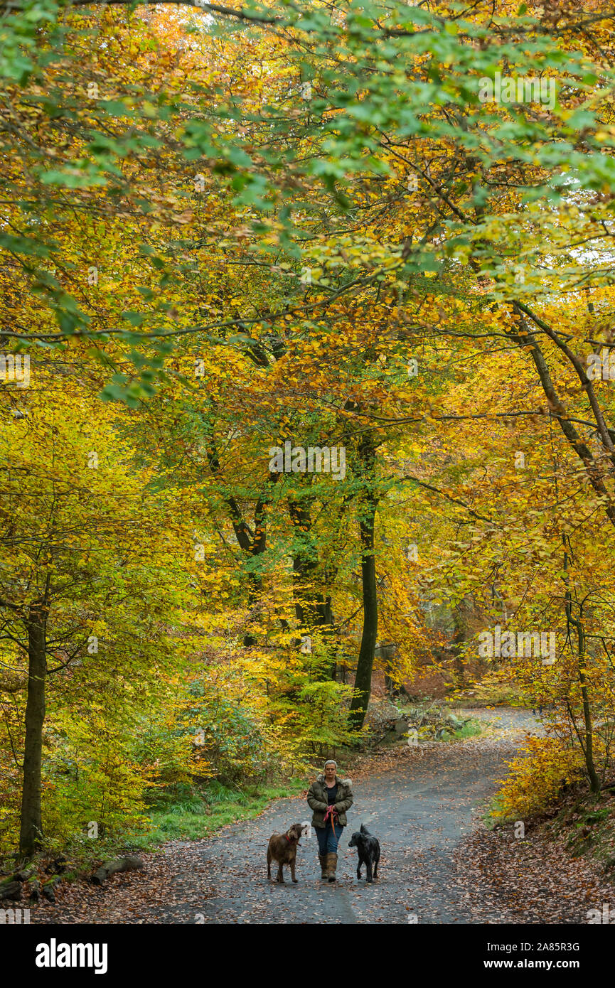 Ancient tree in burnham beeches hi-res stock photography and images - Alamy