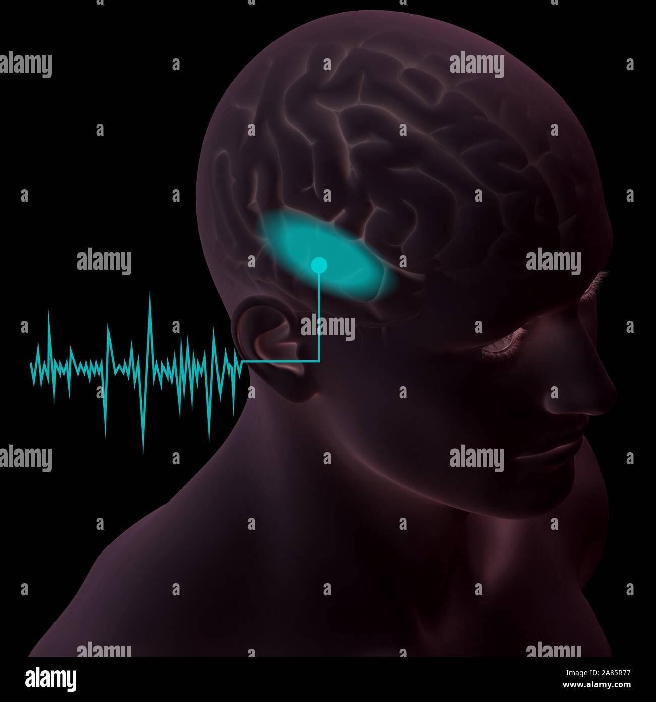 3D illustration showing human ear of a man with soundwave and and marked auditory cortex Stock Photo