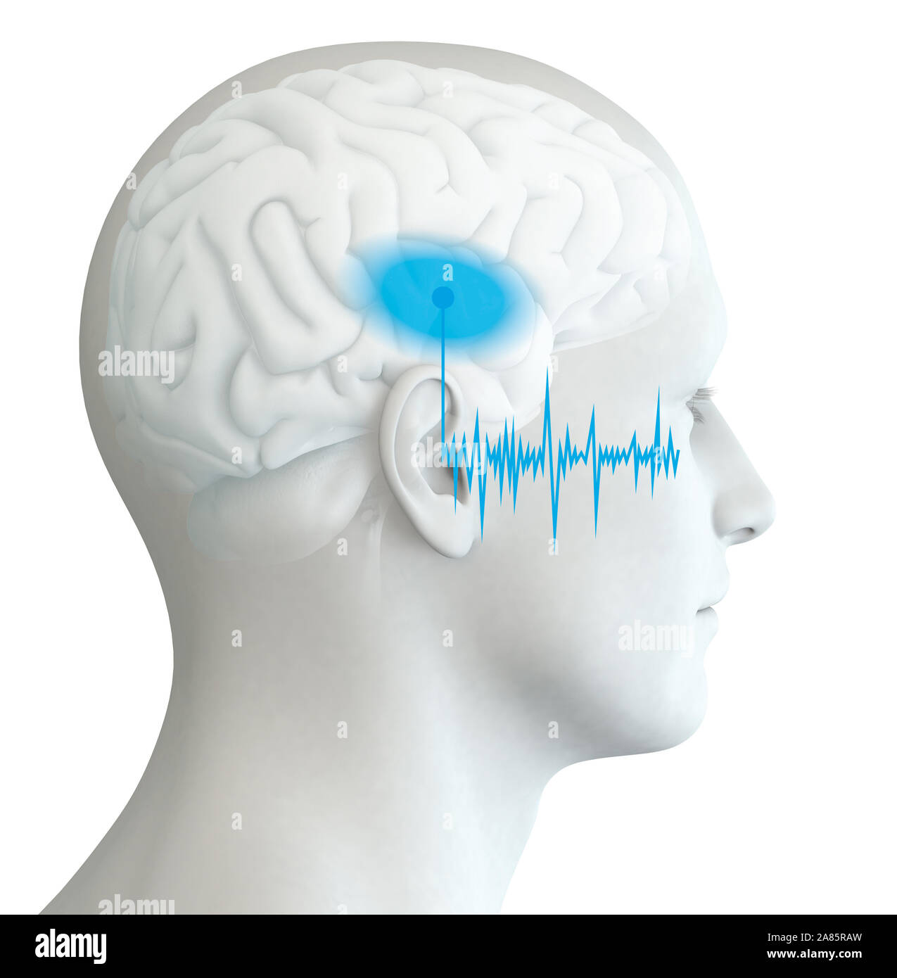 Human ear with soundwave and marked auditory cortex, medically 3D illustration Stock Photo