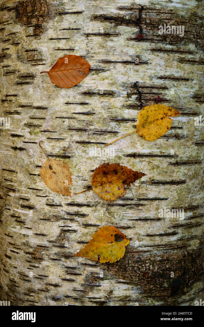 Autumn leaves resting on a fallen Silver birch tree. Stock Photo