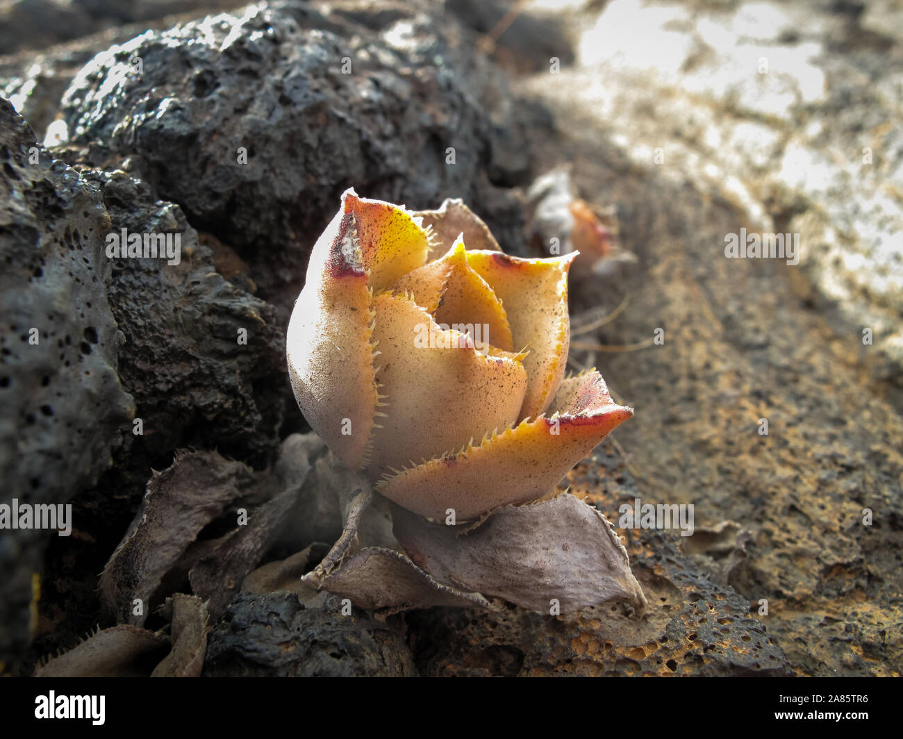 Lateral image of the Aeonium hierrense flower on a lava field in the island of El Hierro (Canary islands) in Spain. Botanical concept Stock Photo