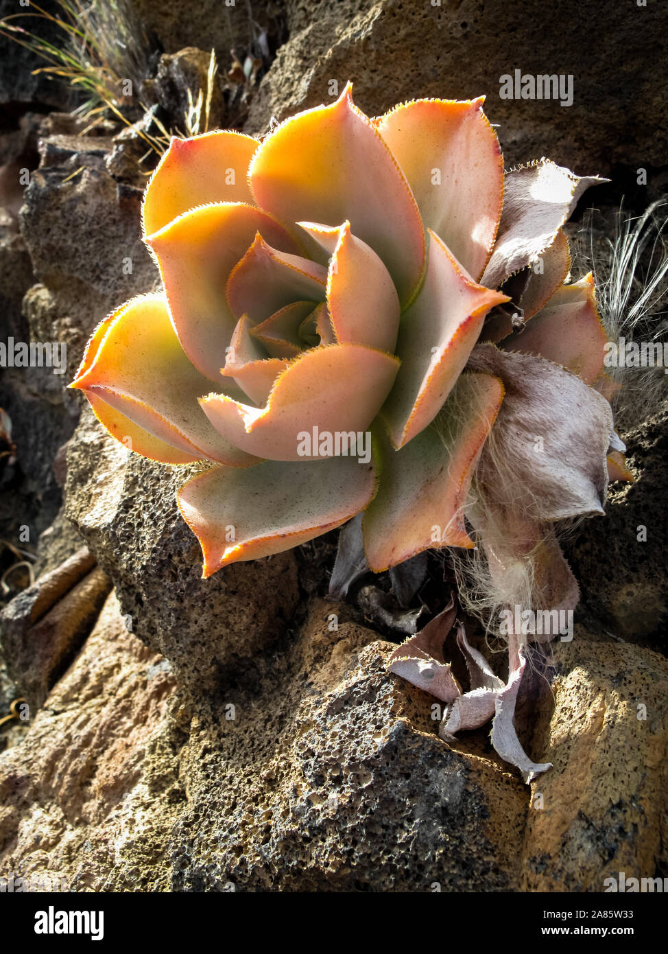 Close-up of the Aeonium hierrense flower on a lava field in the island of El Hierro (Canary islands) in Spain. Botanical concept Stock Photo