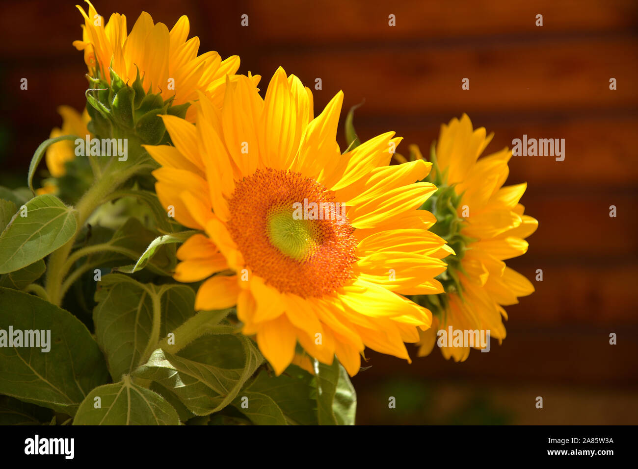Bouquet of sun flowers Stock Photo Alamy