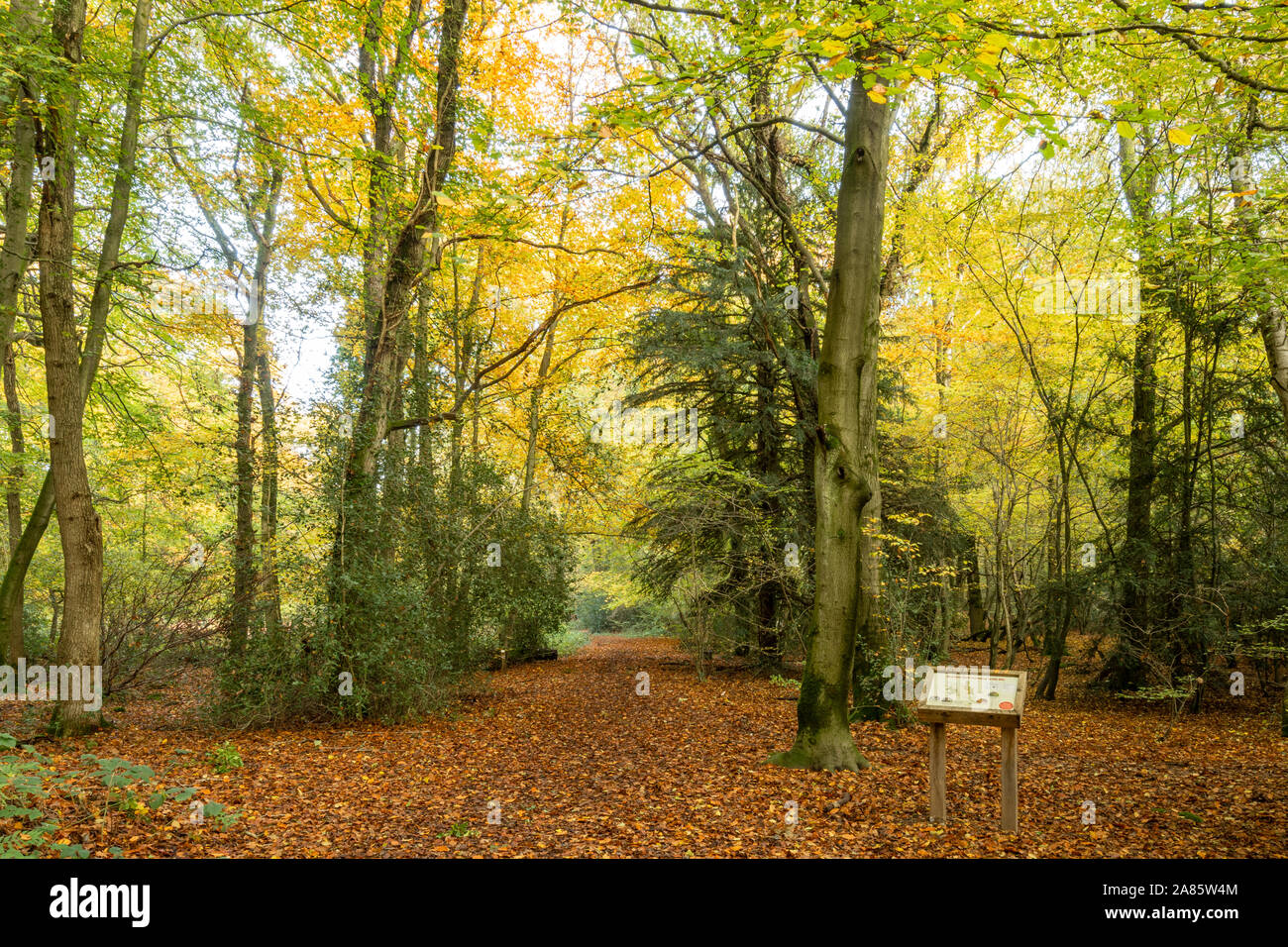 Staffhurst Wood (Staffhurst Woods) woodland landscape with autumn