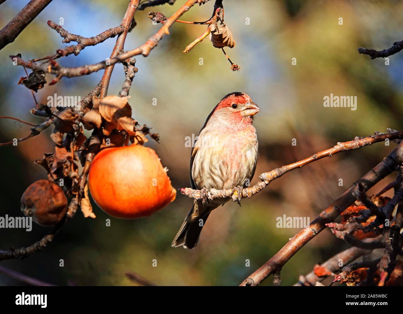 A male house finch, Haemorhous mexicanus, enjoys a rotting apple in late autumn, in central Oregon. Stock Photo