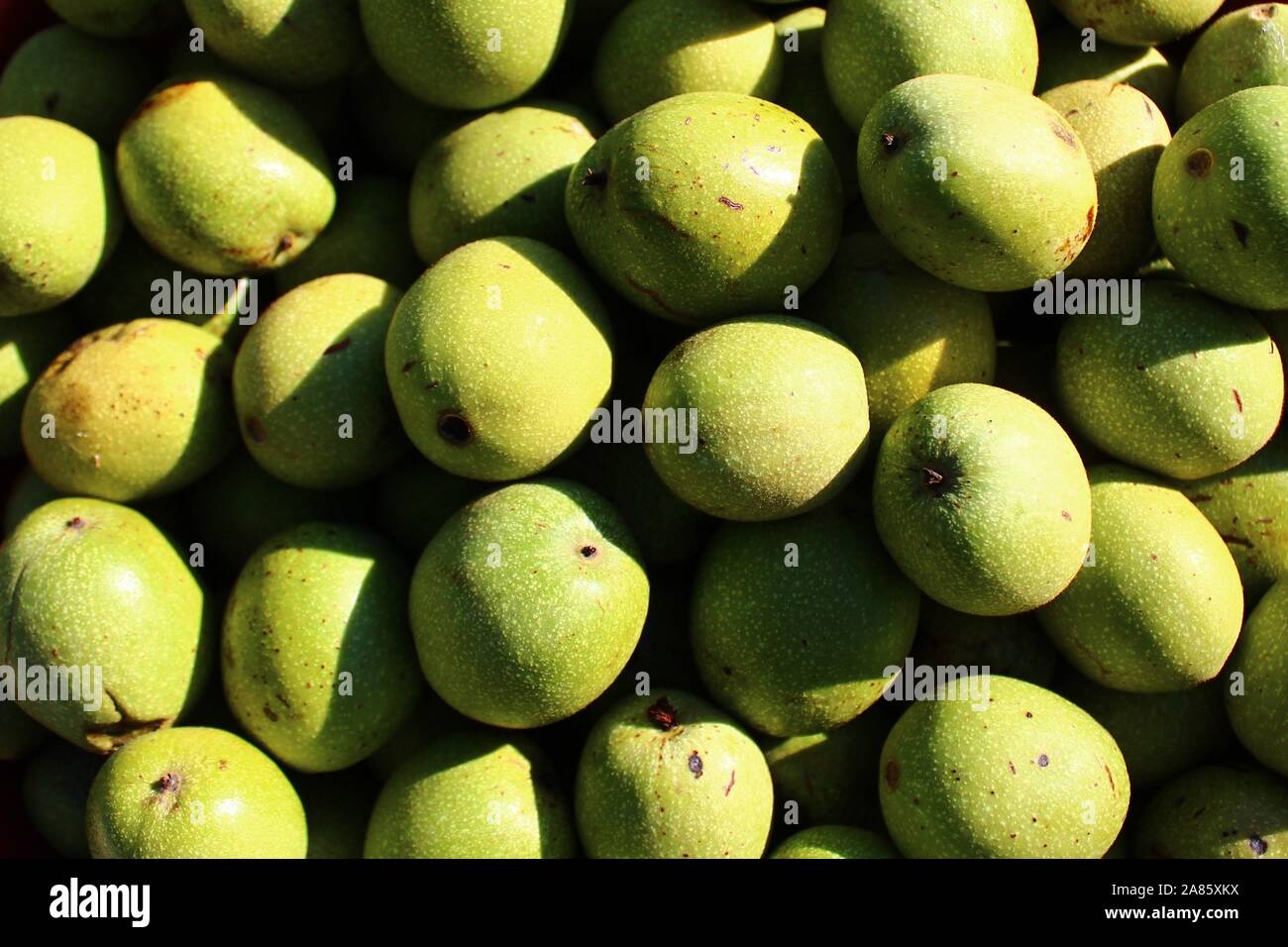 Wallnuts Not Ripe The picture shows unripe walnuts with shells Stock Photo - Alamy