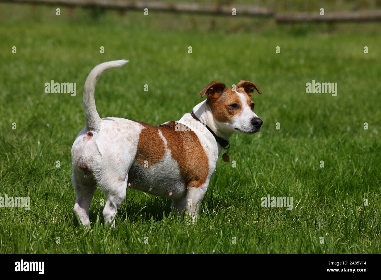 Long Haired Jack Russell Terrier Stock Photos Long Haired Jack