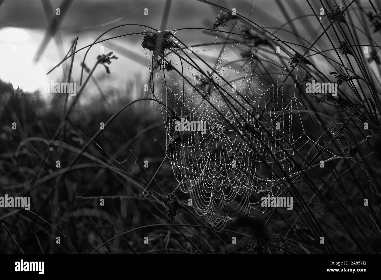 Spider's web Stock Photo