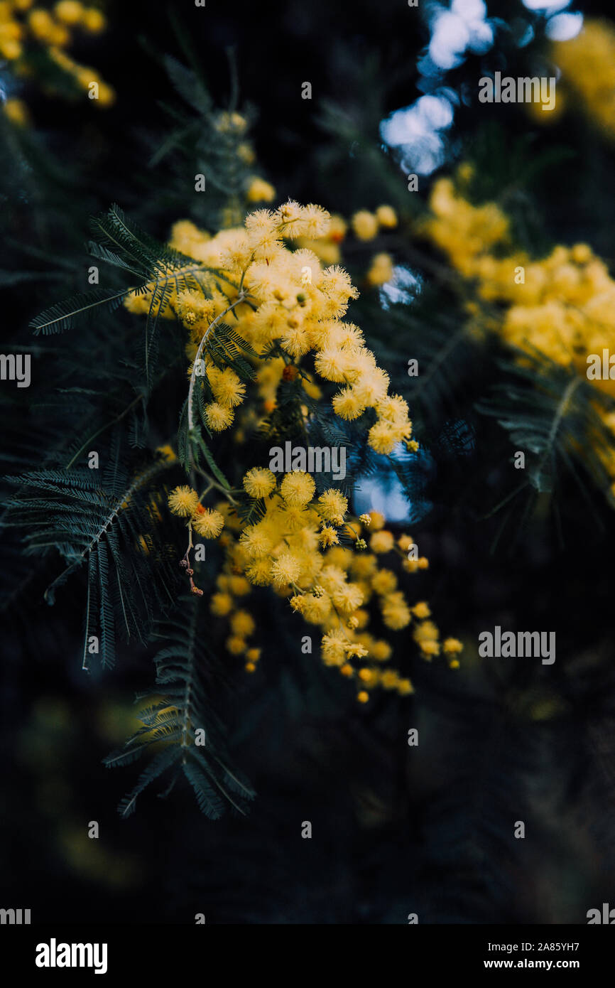 Mimosa flowers during winter Stock Photo