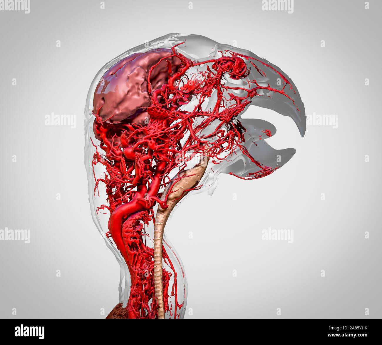 Microvasculature of the African Grey Parrot3.jpg - 2A85YK8 Stock Photo
