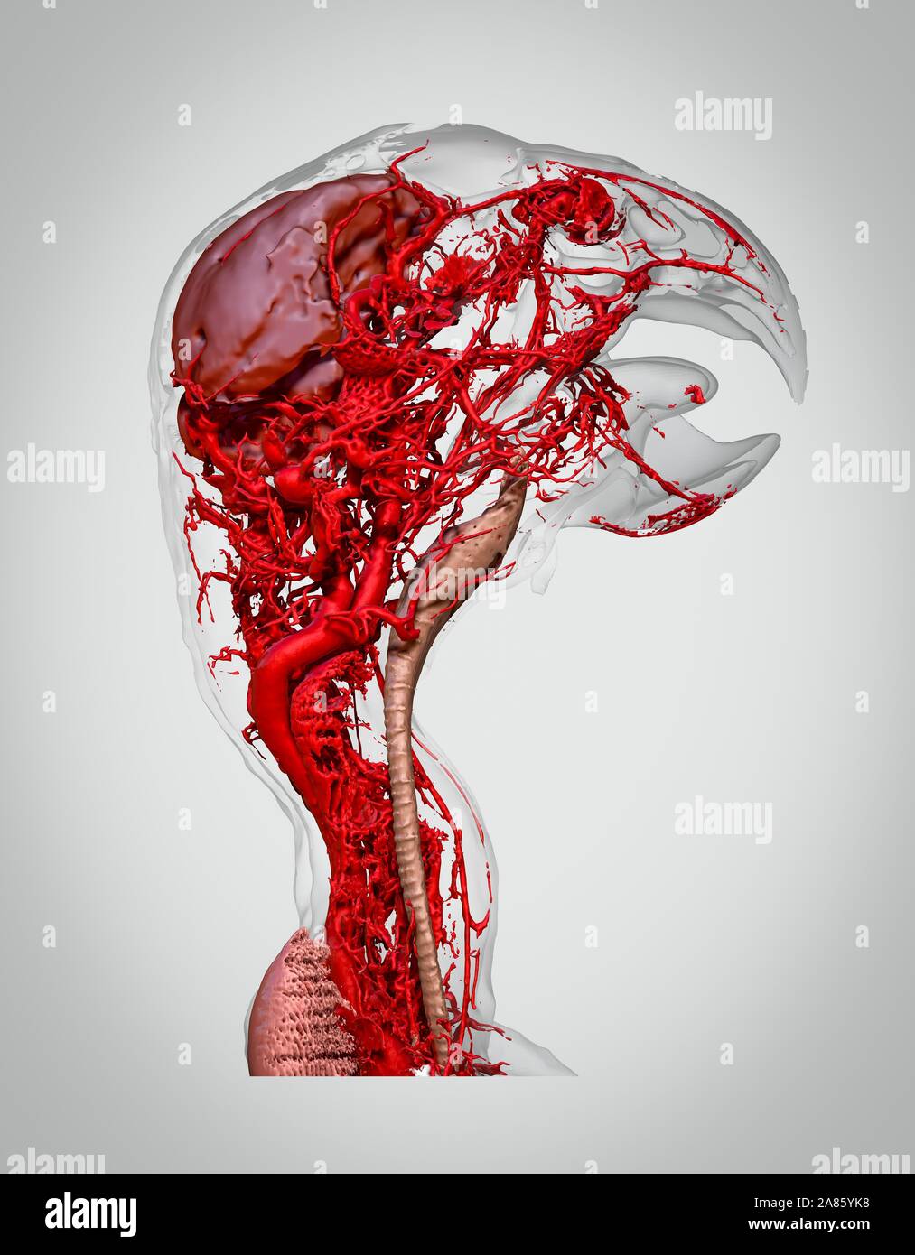 Microvasculature of the African Grey Parrot3.jpg - 2A85YK8 Stock Photo