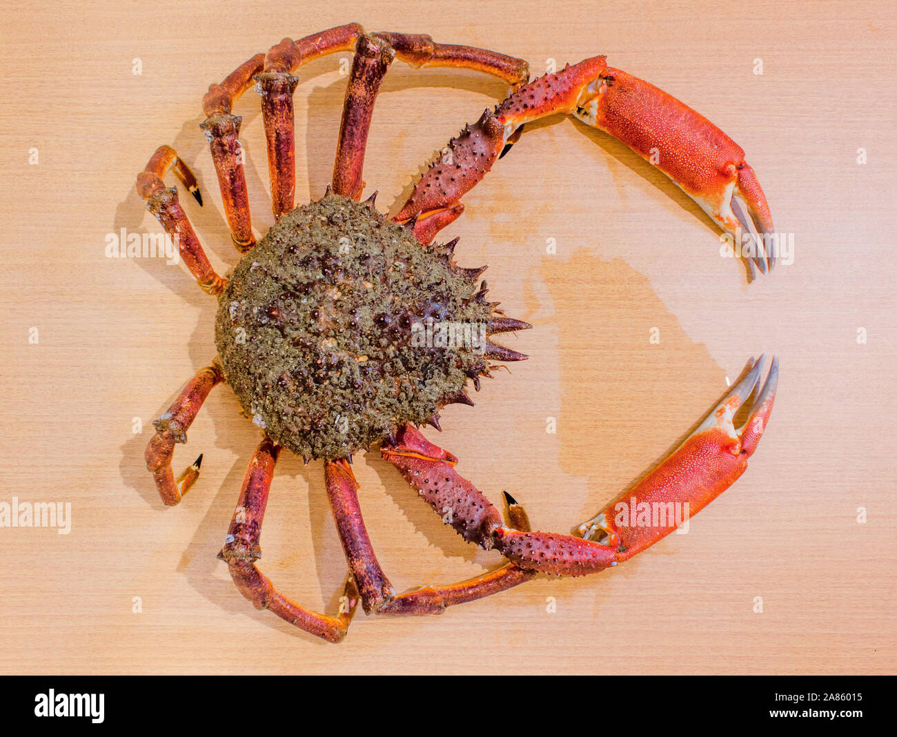 Spider shrimp hi-res stock photography and images - Alamy