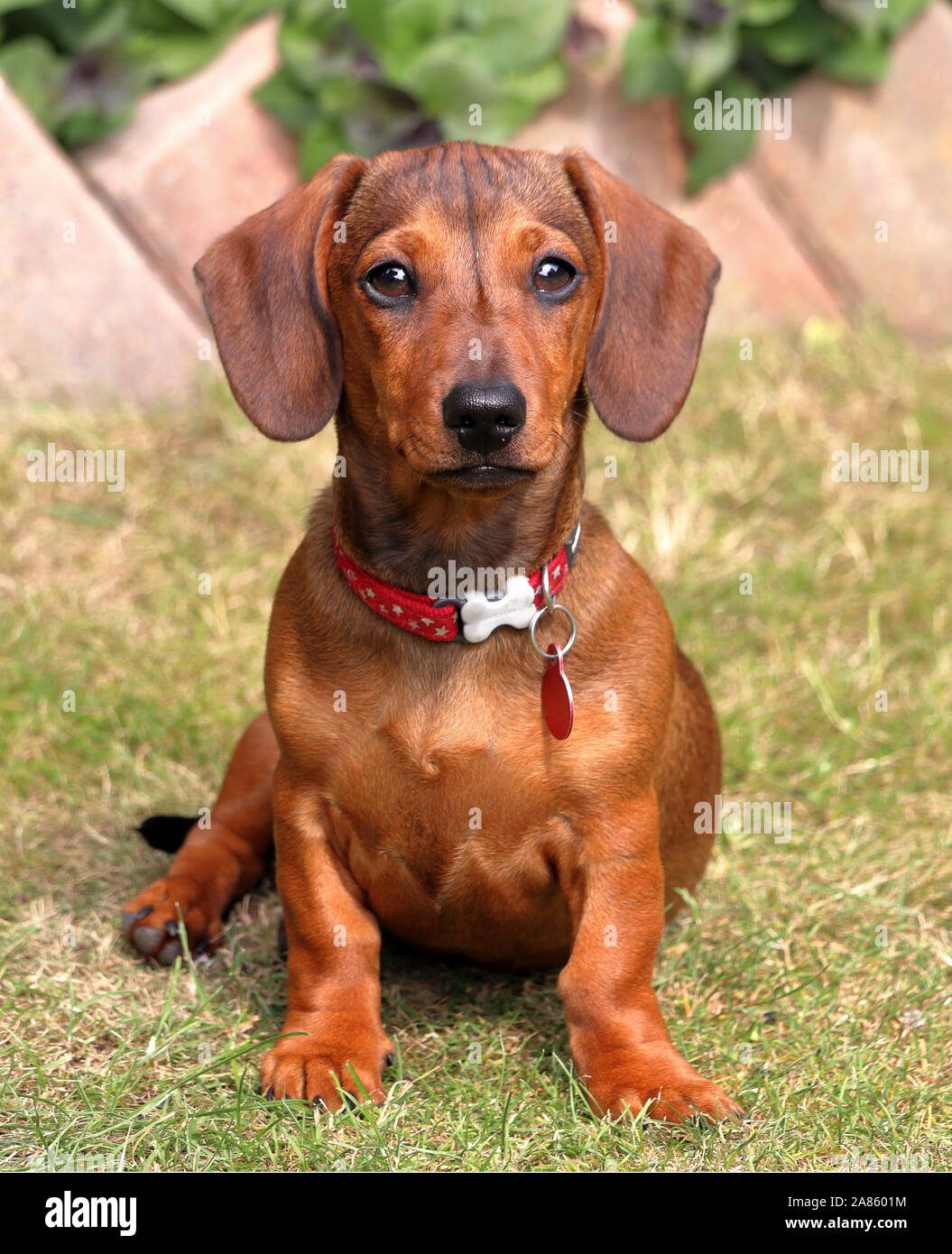 Sybil dachshund puppy Stock Photo
