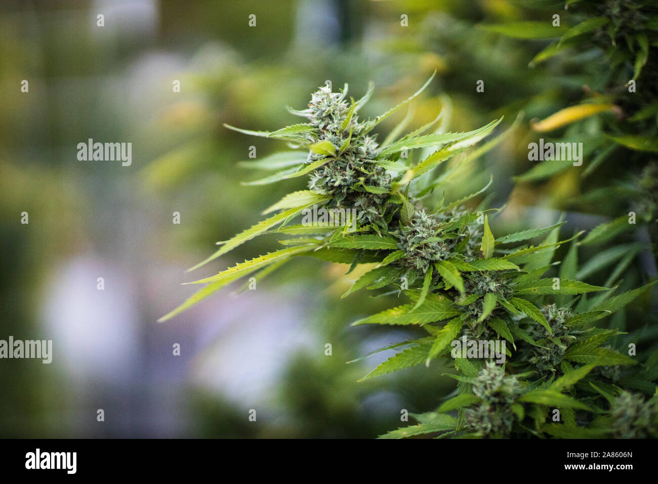 Close up of marijuana cannabis sativa plant flower bud in Oklahoma City. Stock Photo