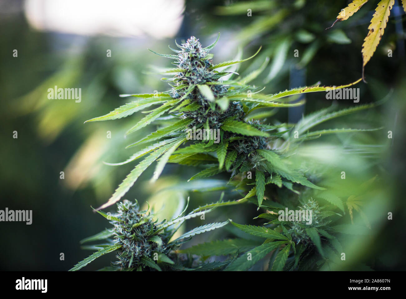 Close up of marijuana cannabis sativa plant flower bud in Oklahoma City. Stock Photo