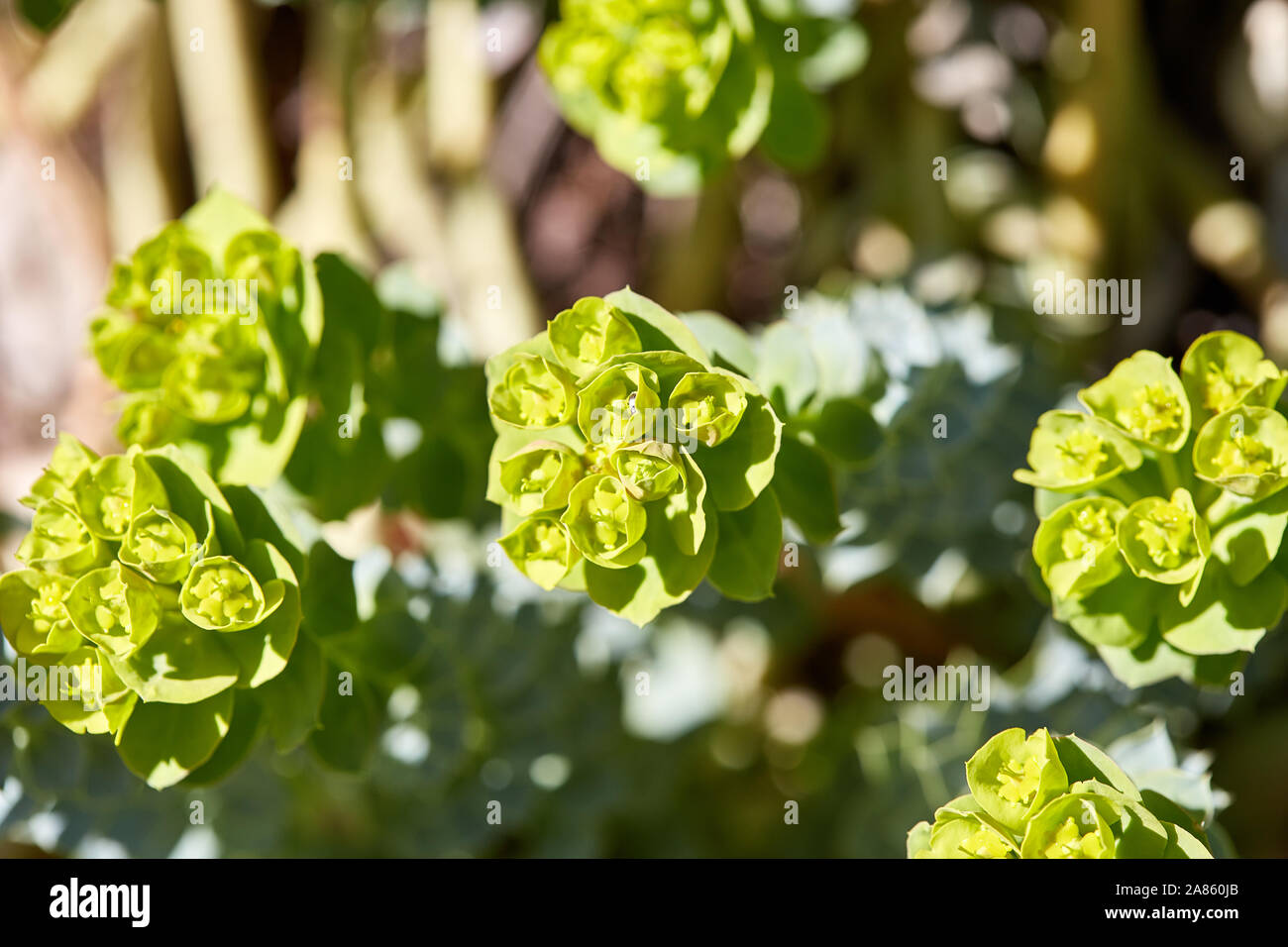Spring tree buds plant poplar, branch with green leaf in sunny day macro background Stock Photo