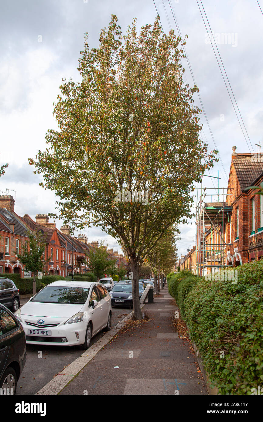 Chonosuki or Pillar apple (Malus tschonoskii), ornamental crabapple