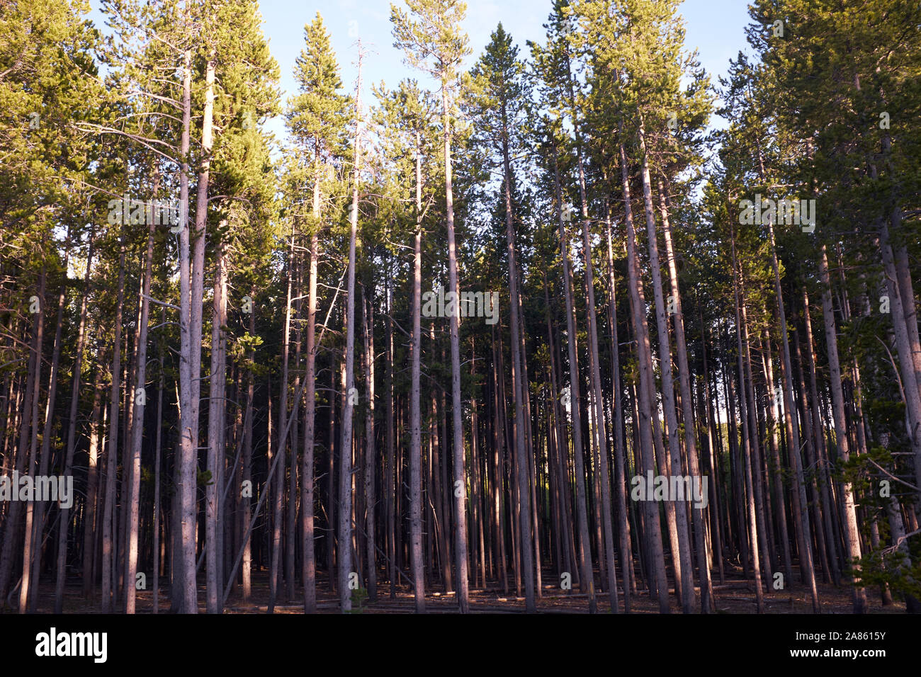 Trees in Yellowstone National Park, Wyoming, USA Stock Photo
