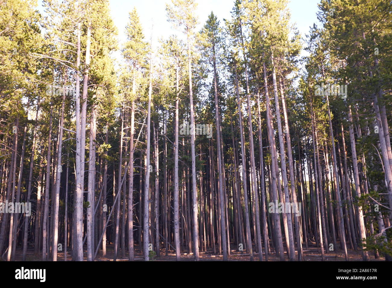 Trees in Yellowstone National Park, Wyoming, USA Stock Photo