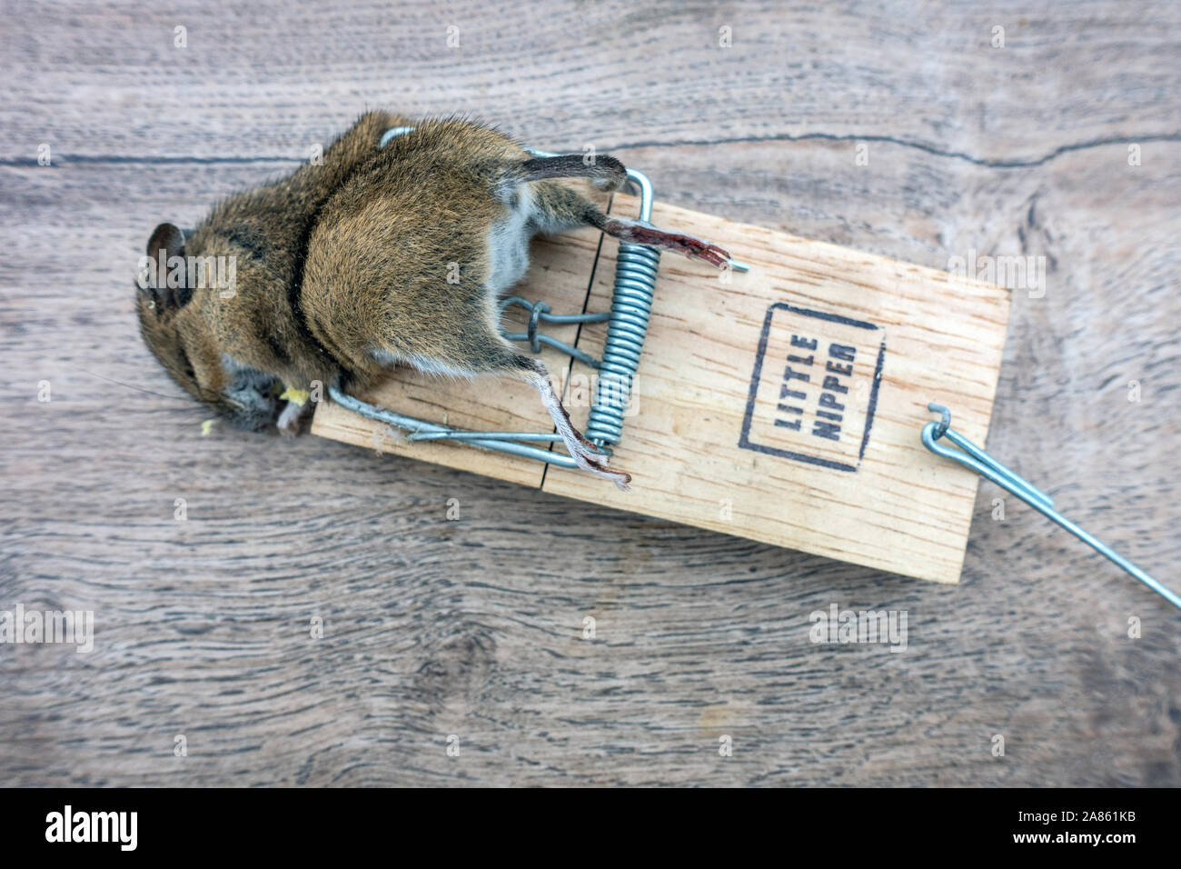 Closeup of a dead mouse in mouse trap Stock Photo