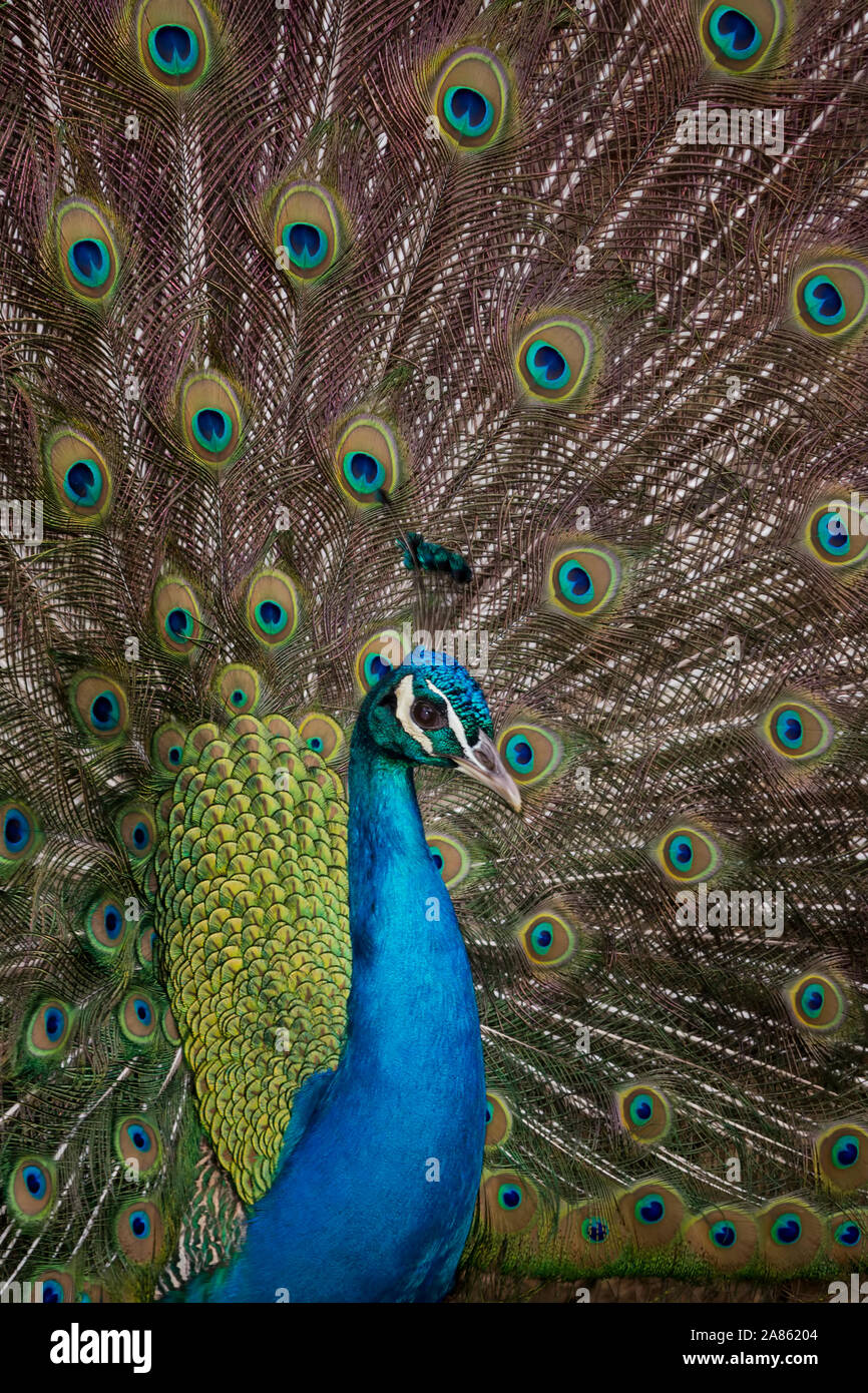 peacock standing in a field Stock Photo