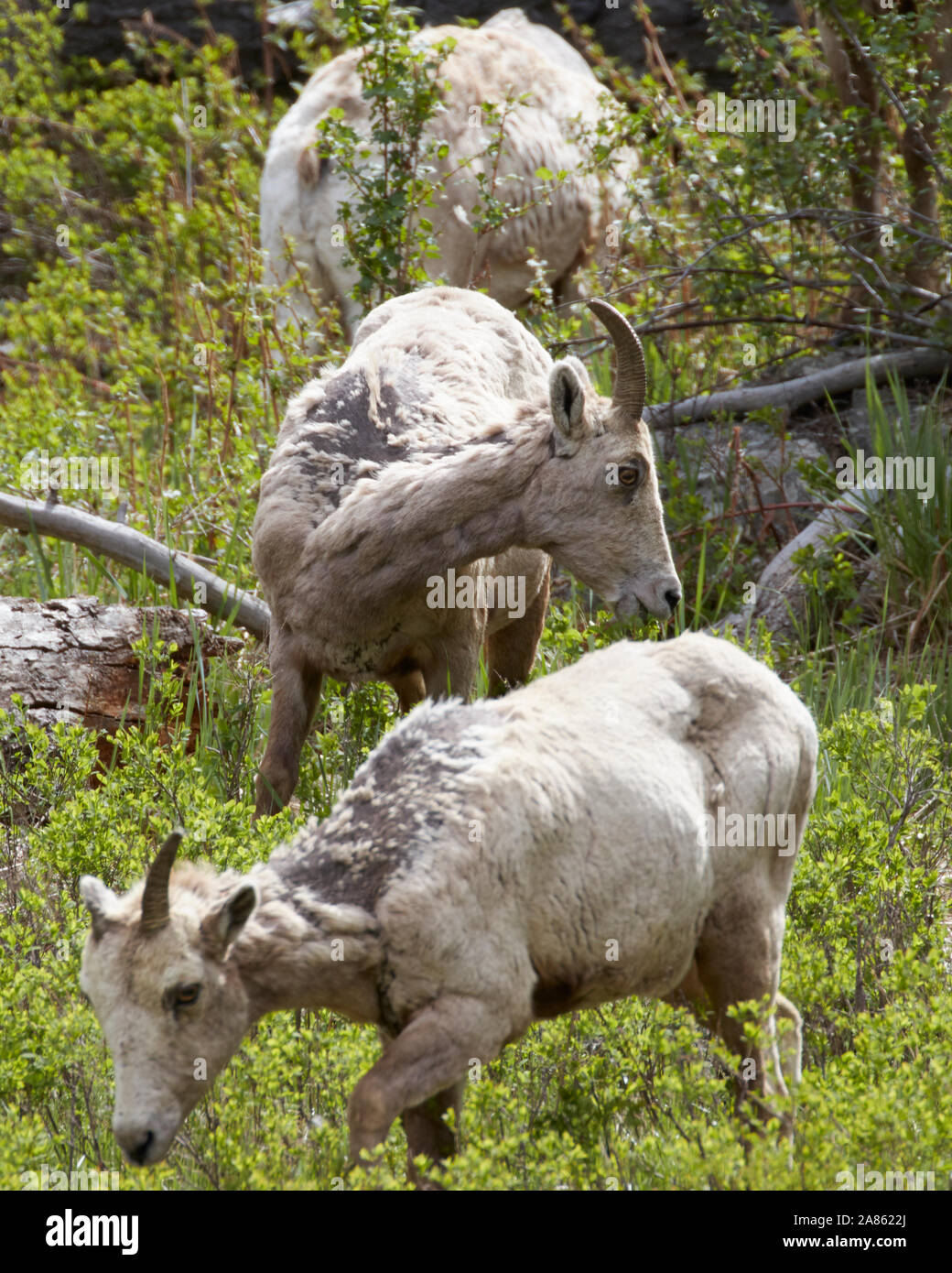 Bighorn Sheep in Yellowstone National Park, Wyoming, USA Stock Photo