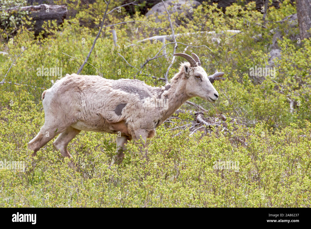 Bighorn Sheep in Yellowstone National Park, Wyoming, USA Stock Photo