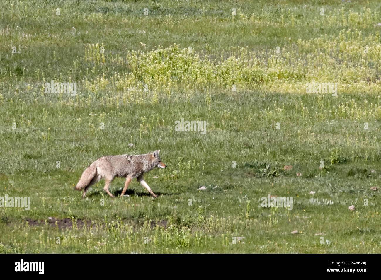Coyote in Yellowstone National Park, Wyoming, USA Stock Photo