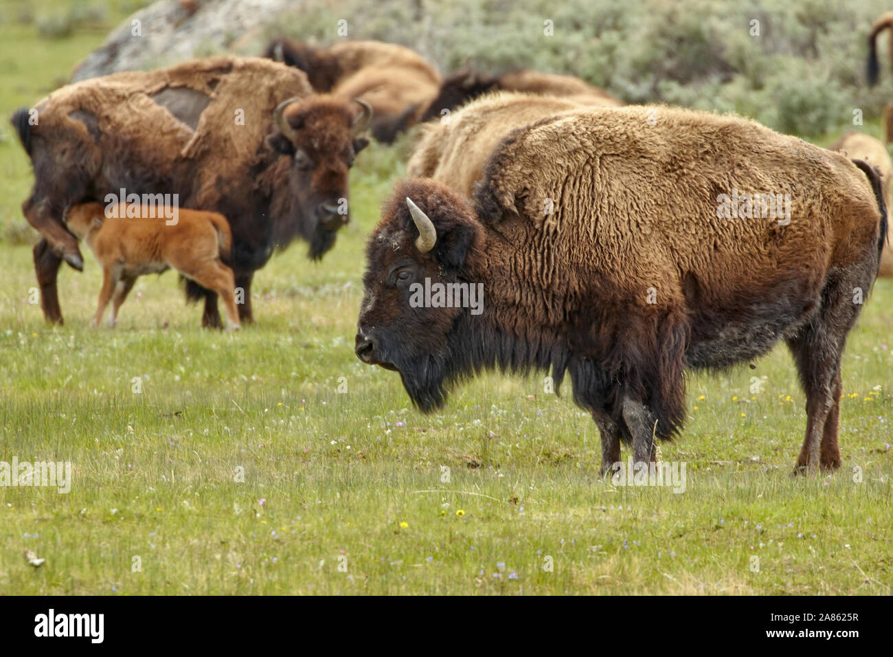 American Bison in Yellowstone National Park, Wyoming, USA Stock Photo