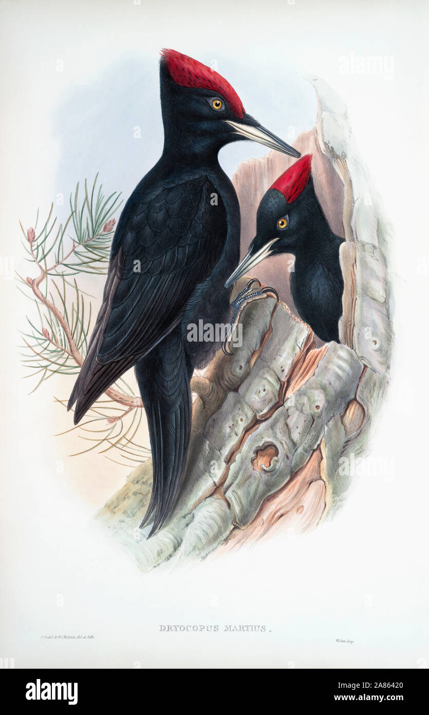 Great Black Woodpecker.  Dryocopus martius.  After a work by English ornitholgist and bird artist John Gould, 1804 - 1881.  From his book The Birds of Great Britain, published 1873. Stock Photo