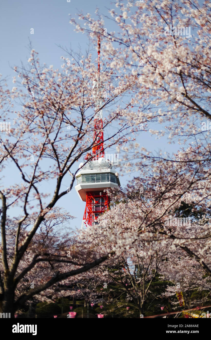 Sakura blossoms with Utsunomiya tower, Japan Stock Photo