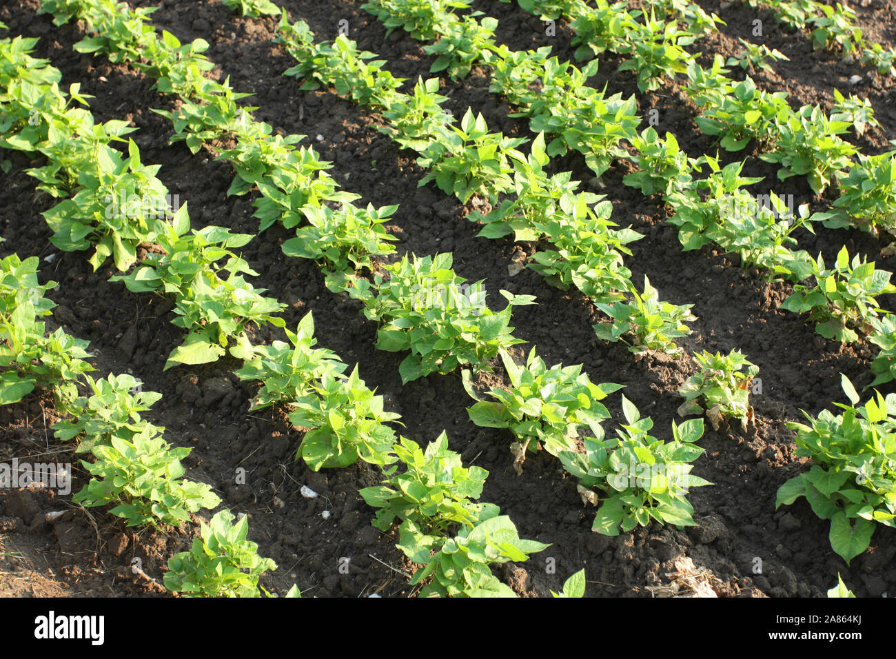 Green bean plants hi-res stock photography and images - Alamy