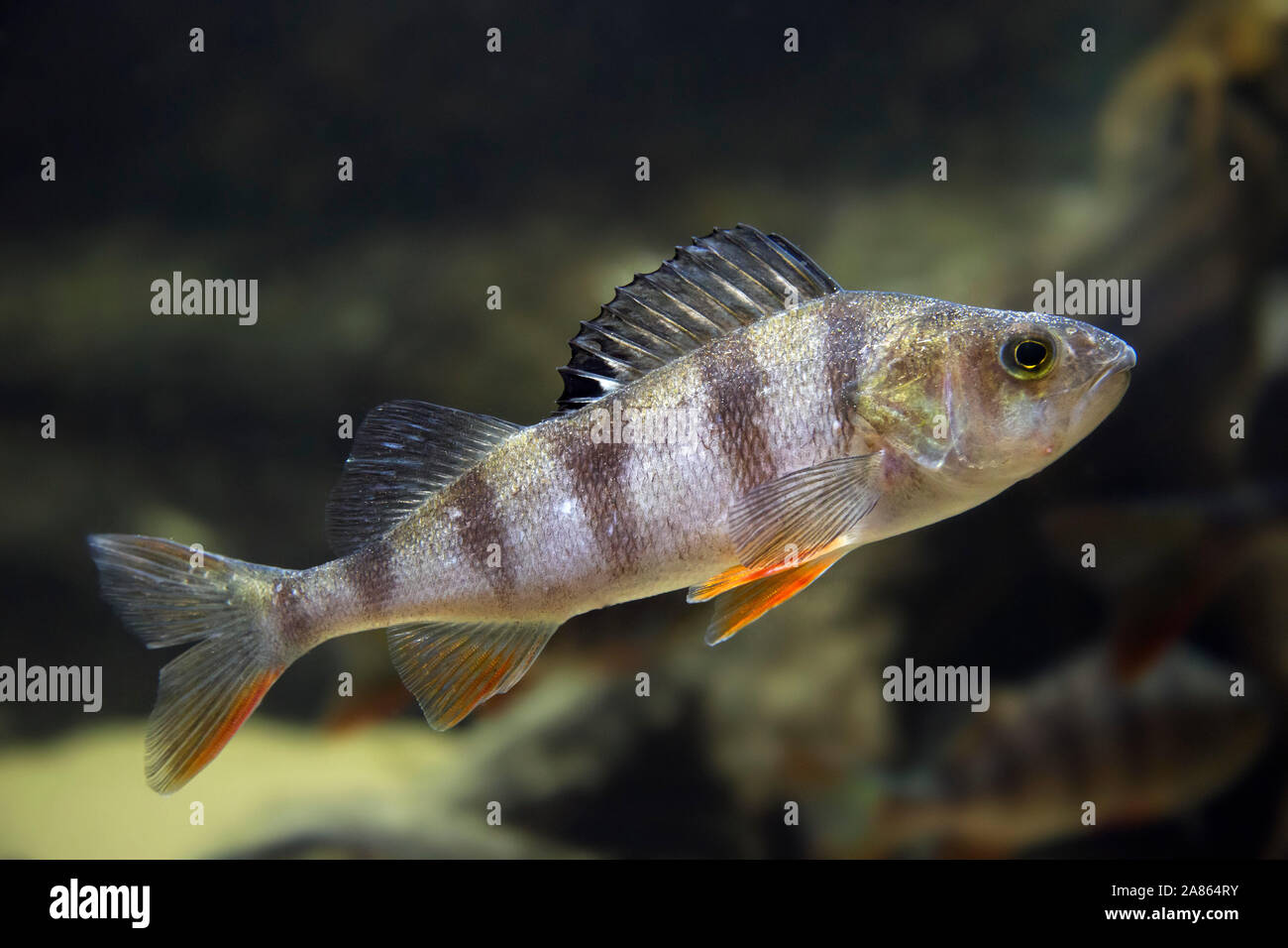 Common perch / European perch / redfin perch / Eurasian river perch (Perca fluviatilis) predatory freshwater fish swimming underwater Stock Photo