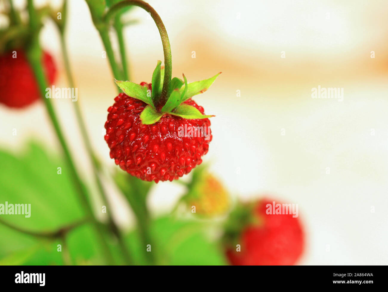 Wild strawberry Fragaria vesca macro Stock Photo