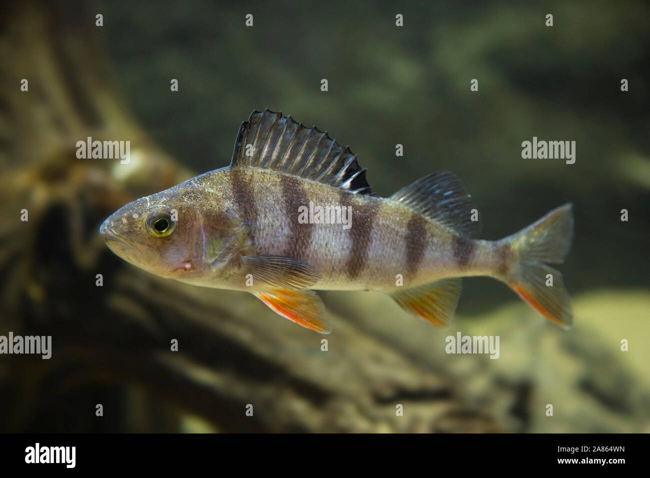 Common perch / European perch / redfin perch / Eurasian river perch (Perca fluviatilis) predatory freshwater fish swimming underwater Stock Photo