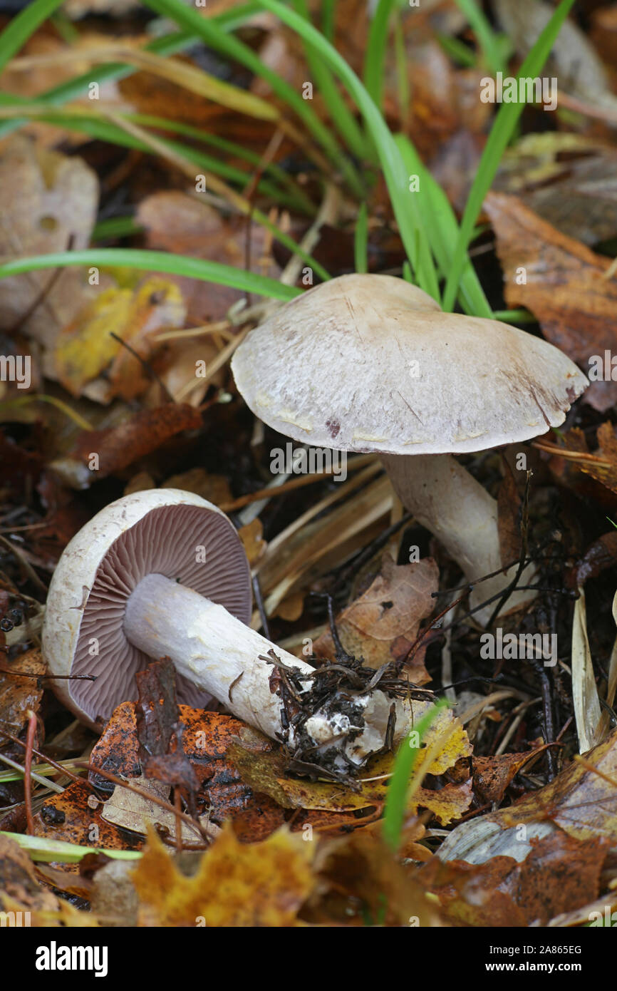 Cortinarius lucorum, a webcap mushroom from Finland Stock Photo