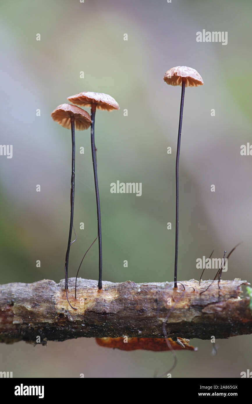 Gymnopus Androsaceus Known As Horsehair Parachute Mushroom Stock Photo gymnopus-androsaceus-known-as-horsehair-parachute-mushroom-stock-photo