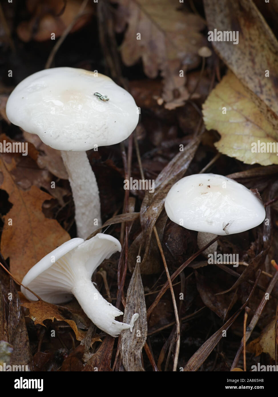 Hygrophorus hedrychii, known as Sweet woodwax, wild mushroom from Finland Stock Photo