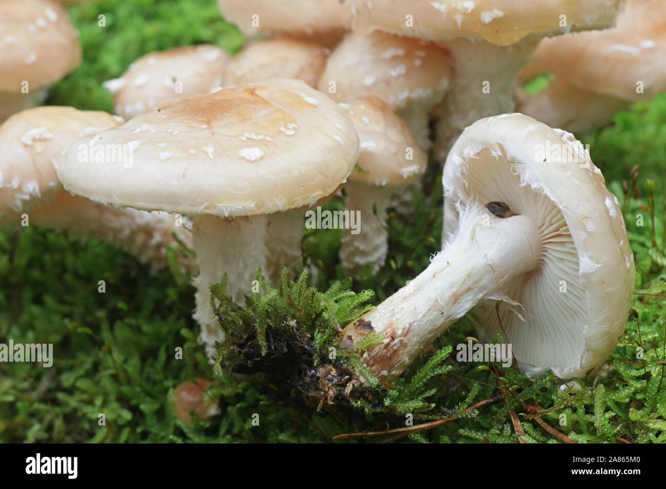 Pholiota lenta, known as slimy scalycap or slimy Pholiota, wild mushrooms from Finland Stock