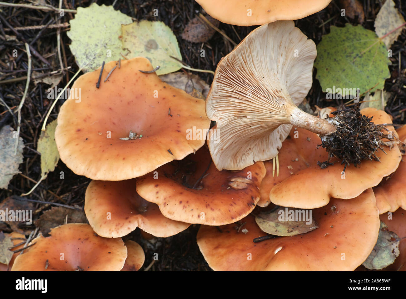 Paralepista flaccida, known as Tawny Funnel mushroom, growing on a ant nest in Finland Stock Photo
