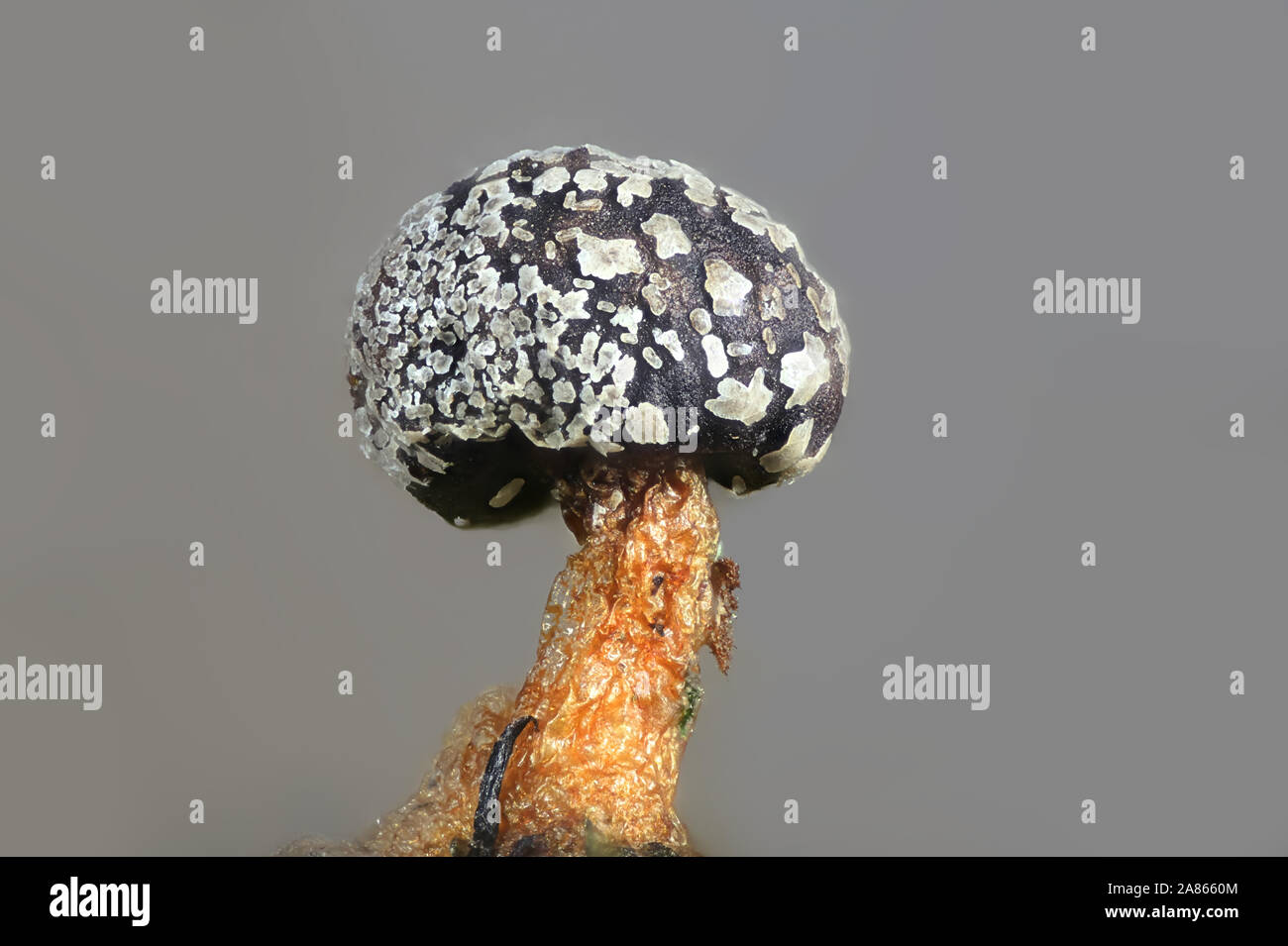 Lepidoderma tigrinum, known as spotted tiger slime mold, specimen from Finland photographed through microscope Stock Photo