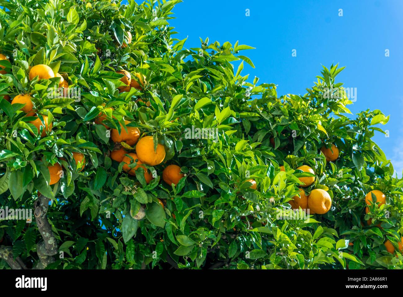 Mandarin tree with ripe fruits. orange tree. Ripen clementines on trees in a citrus cultivation